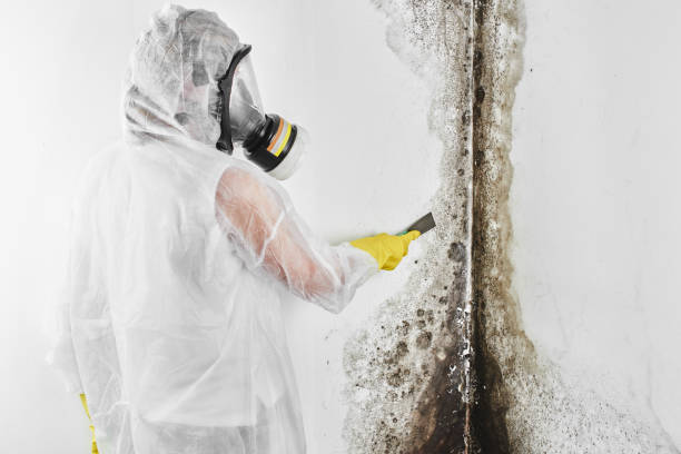 Best Mold Testing  in Mcallen, TX