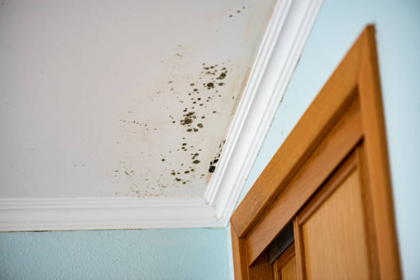 Best Professional Mold Removal  in Mcallen, TX