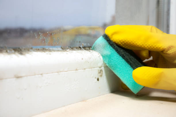Best Local Mold Removal Service  in Mcallen, TX
