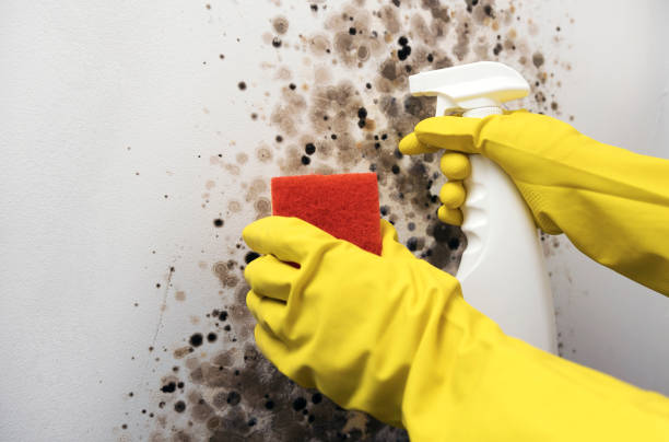 Best Residential Mold Removal  in Mcallen, TX