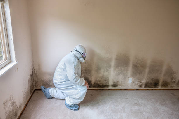 Office Mold Removal Services in Mcallen, TX