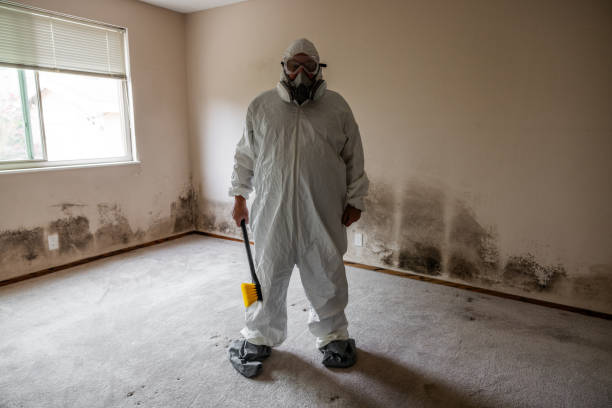 Best Local Mold Removal Service  in Mcallen, TX