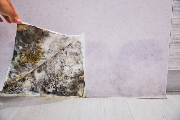 Best Mold Inspection  in Mcallen, TX